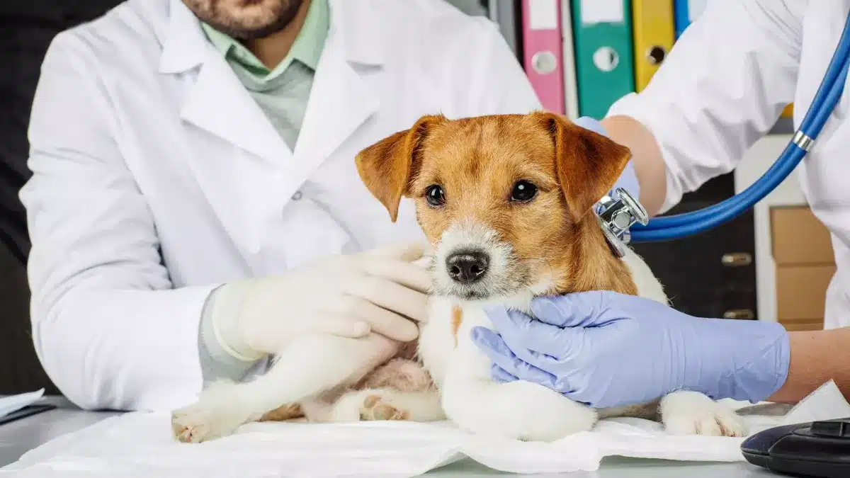 Comment trouver un vétérinaire en urgence