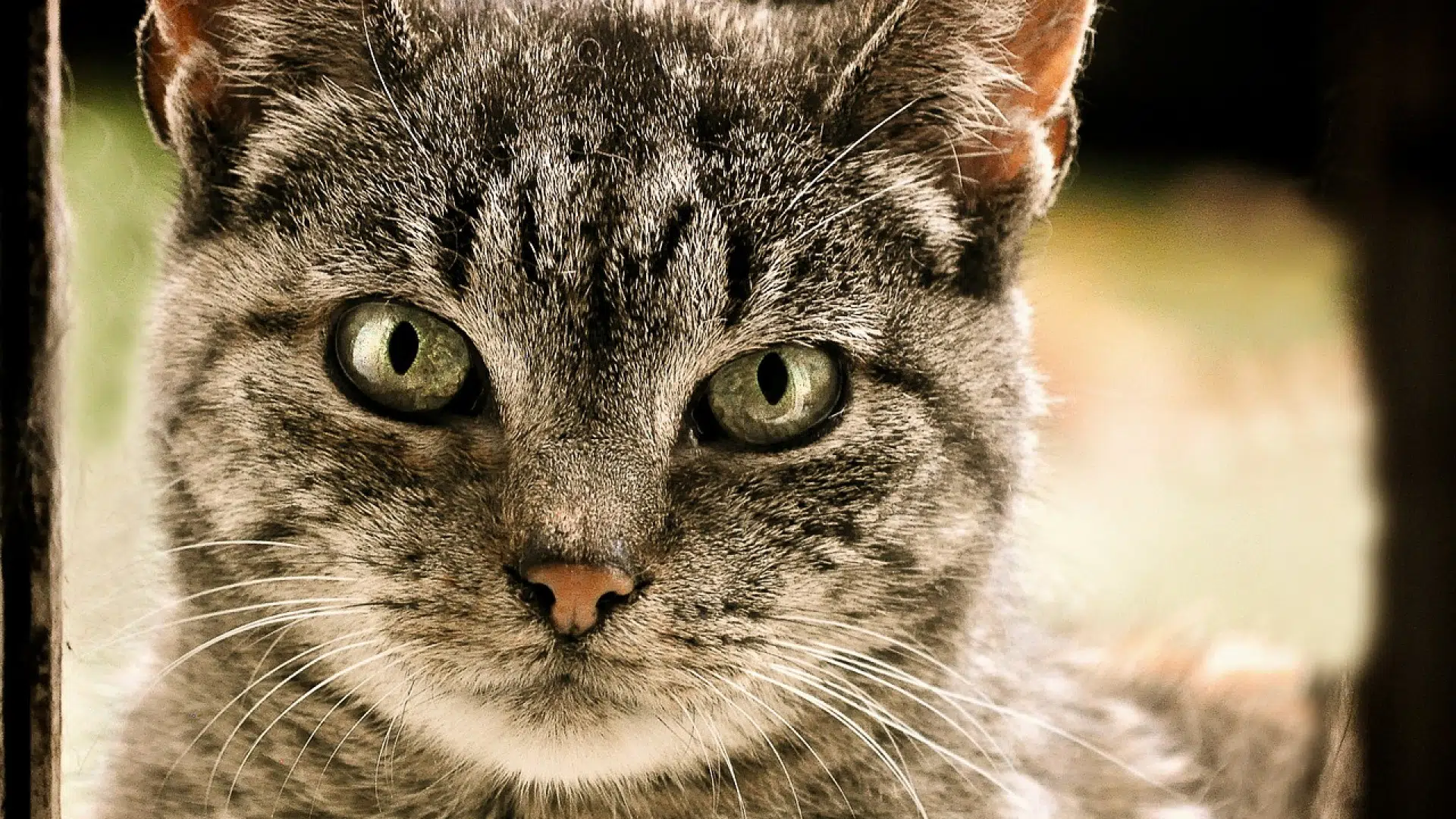 Comment trouver la chatière adéquate pour votre chat ?