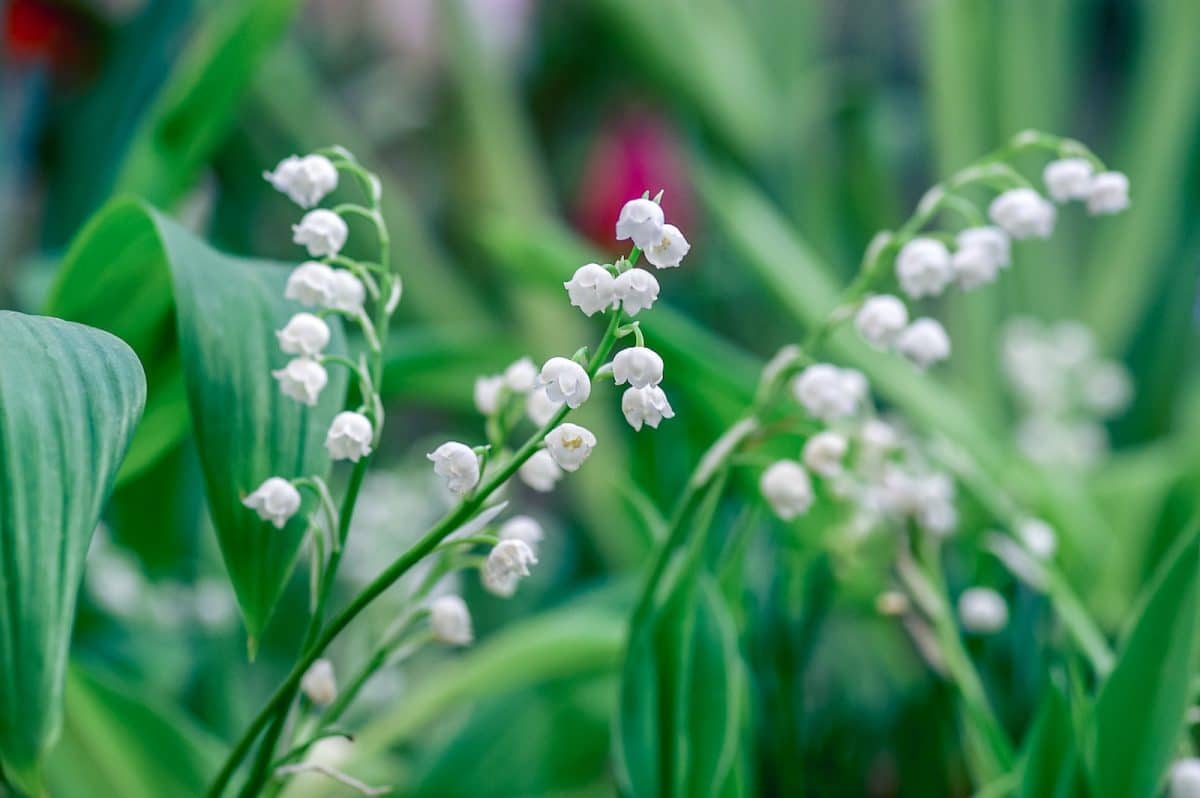 Les origines du muguet des bois