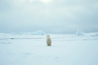 Ours polaire solitaire sur la toundra arctique enneigée face à une banquise fragmentée, illustrant la fragilité de l'écosystème polaire